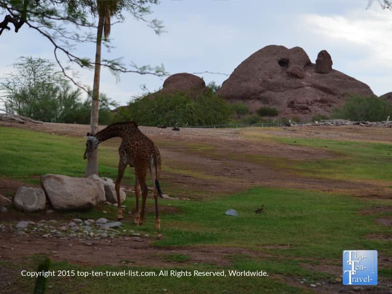 Scenic giraffe exhibit at the Phoenix Zoo