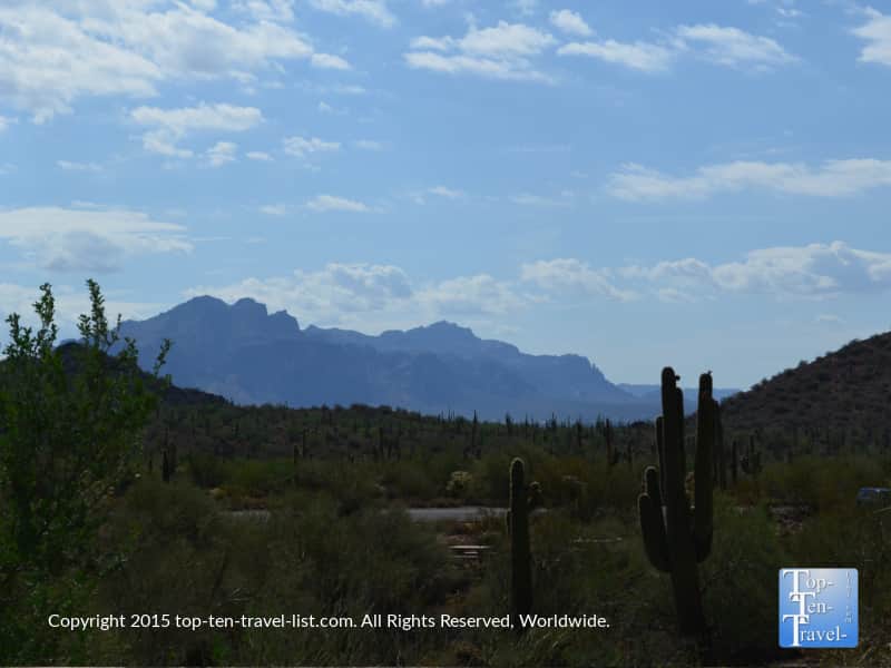 Saguaro cactus and mountain views along the Merkle trail at Usery Mountain in Mesa