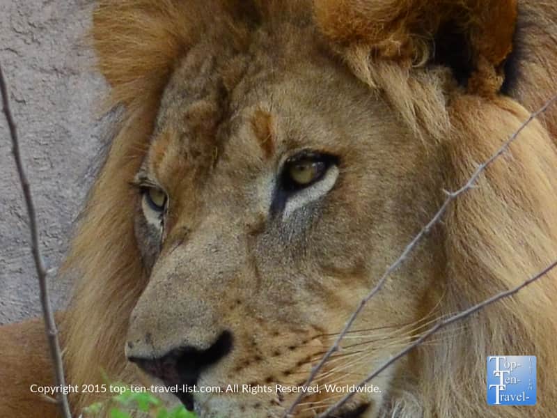 Up close view of a lion at the Phoenix Zoo