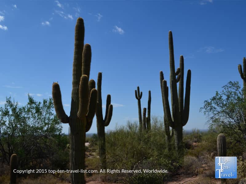 Lots of cacti at Usery Mountain Regional Park in Mesa