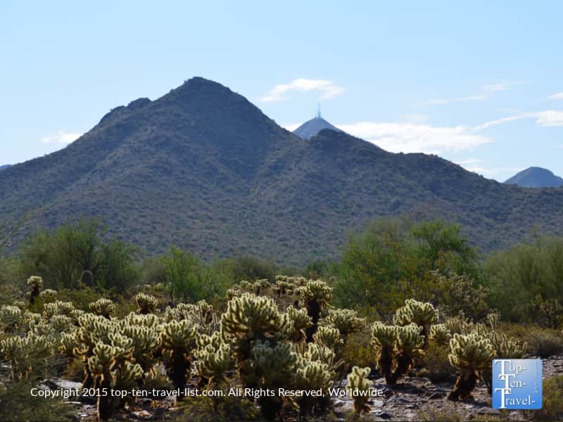 Lots of cacti at Scottsdale McDowell Preserve in Arizona