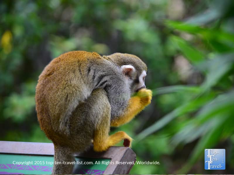 Squirrel Monkey at the Phoenix Zoo