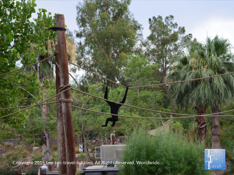 Monkey at the Phoenix Zoo