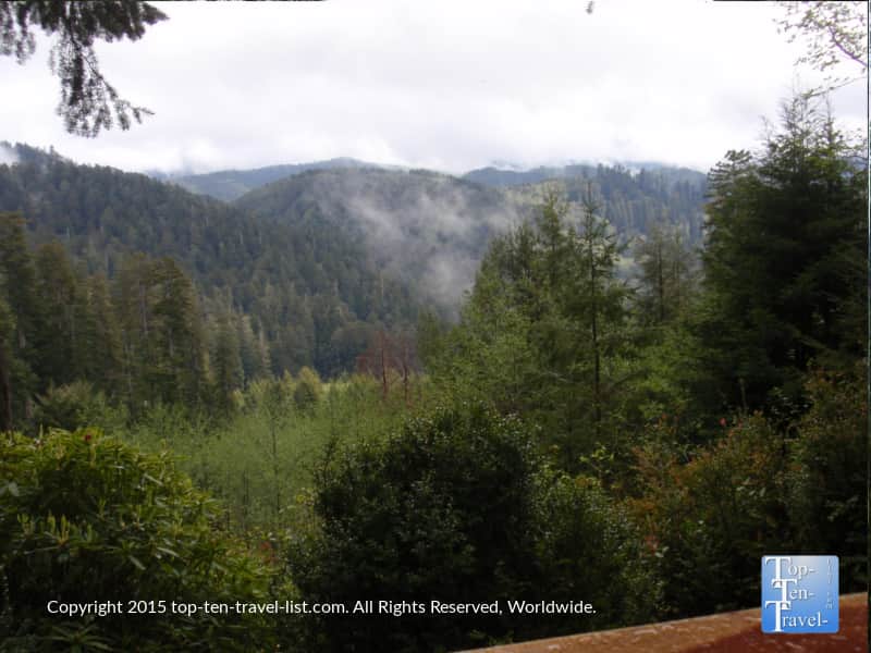 Gorgeous views of the redwood trees - Trees of Mystery