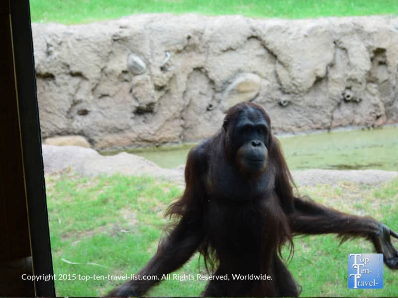 Orangutan at the Phoenix Zoo