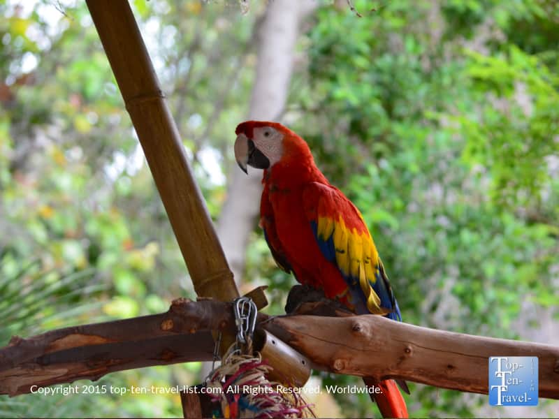 Parrot at the Phoenix Zoo