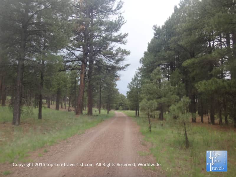 Ponderosa pines at Fort Tuthill County Park in Flagstaff