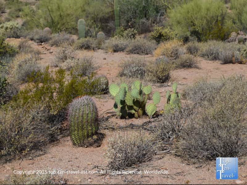 Prickly pear cactus at Usery Mountain in Mesa