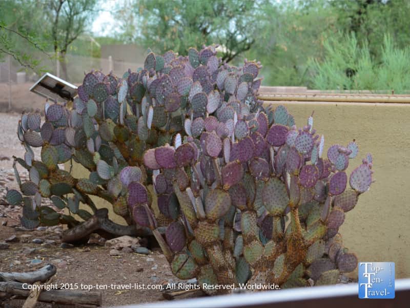 Colorful cactus