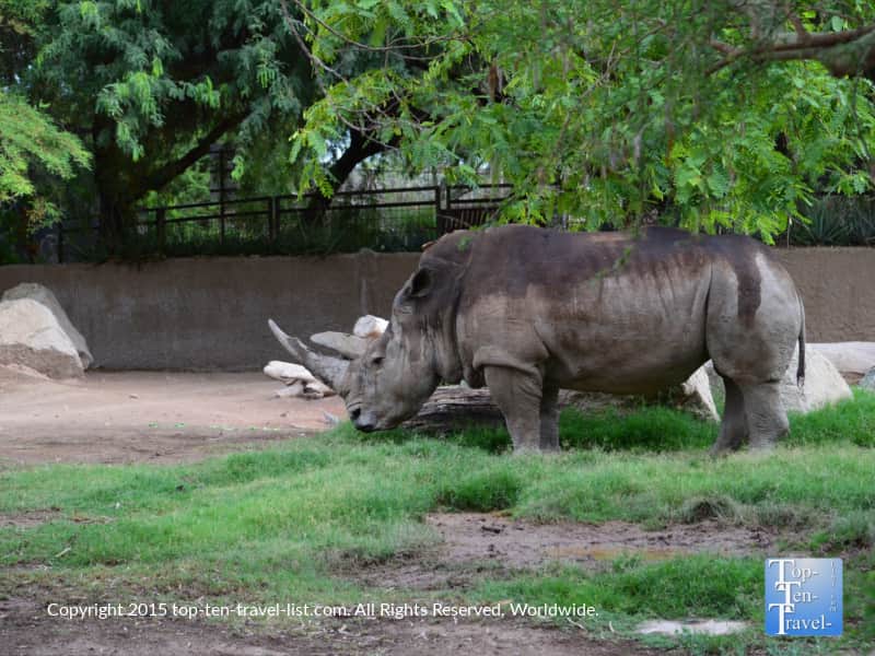 Rhino at the Phoenix Zoo