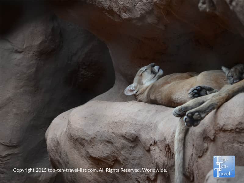 Sleeping cats at the Phoenix Zoo