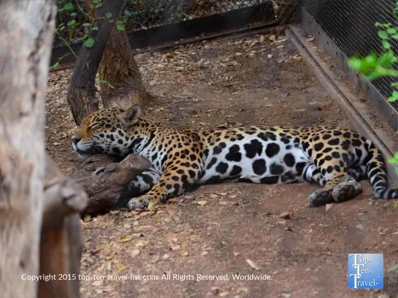 Sleeping Cheetah at the Phoenix Zoo