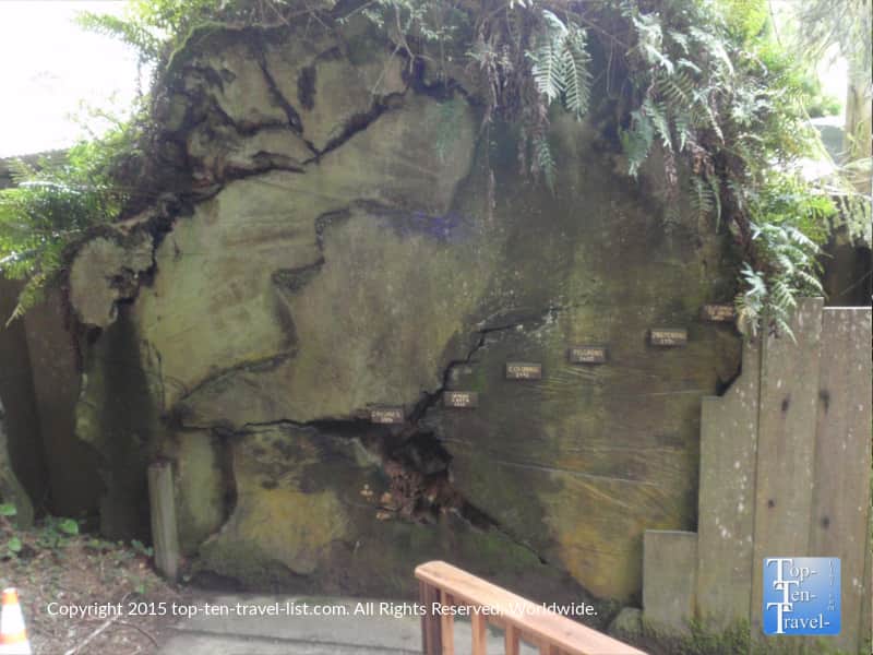 Showing the estimated ages of a redwood - Trees of Mystery in Northern California