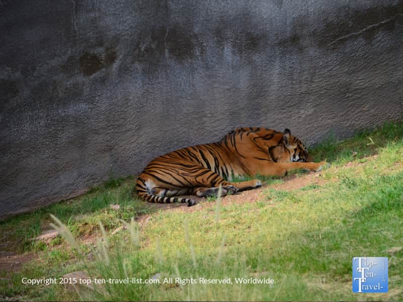 Sleeping tiger at the Phoenix Zoo