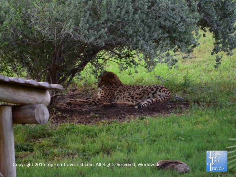 Cheetah relaxing at the Phoenix Zoo