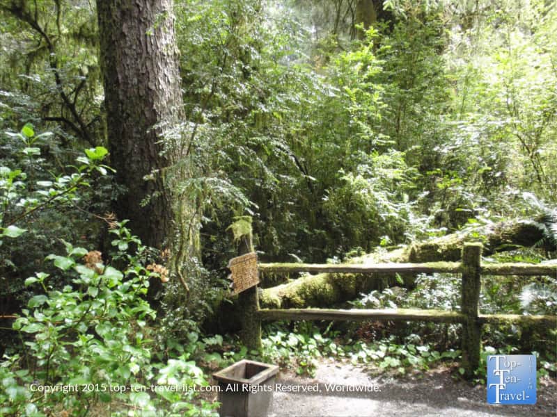 The Upside Down tree at Trees of Mystery in Northern California