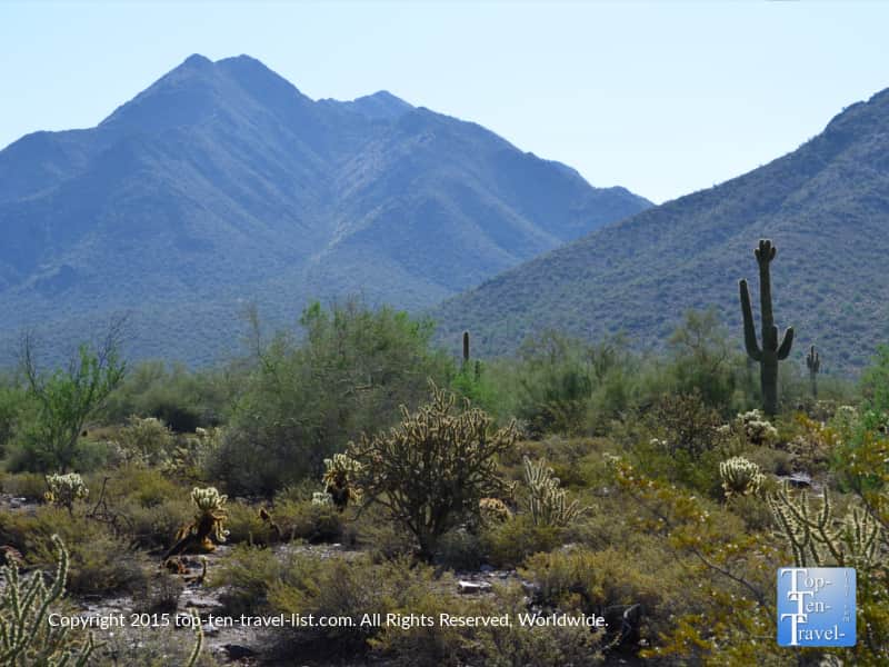 Cactus along the Horseshoe Loop at Scottsdale McDowell Preserve