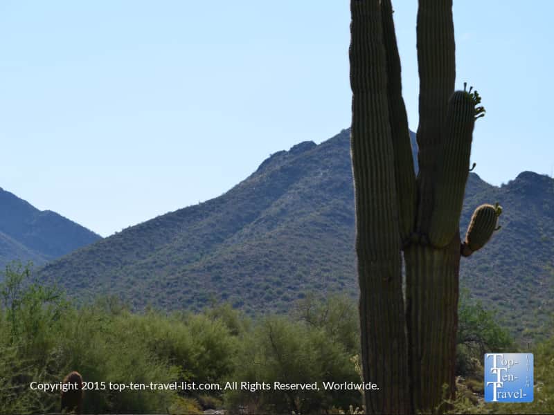 Cactus at Scottsdale McDowell Preserve