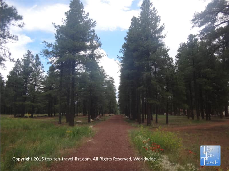 Pines lining the FUTS in Flagstaff