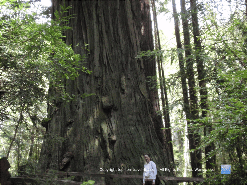 Standing next to the giant Brotherhood Tree at Trees of Mystery