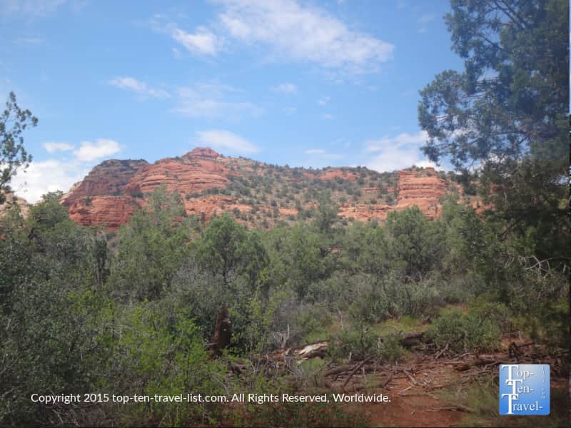 Lush trees on the Fay Canyon trail in Sedona
