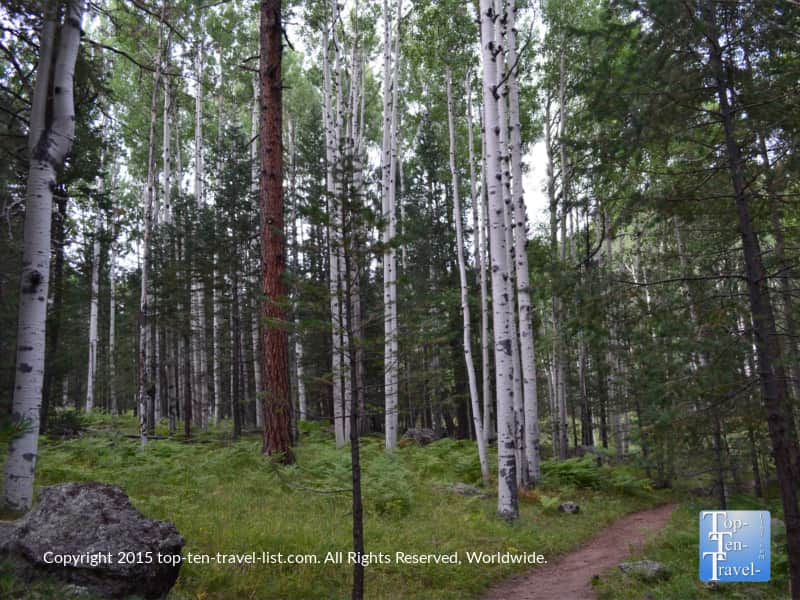 Beautiful aspen trees on the Veit Loop trail in Flagstaff