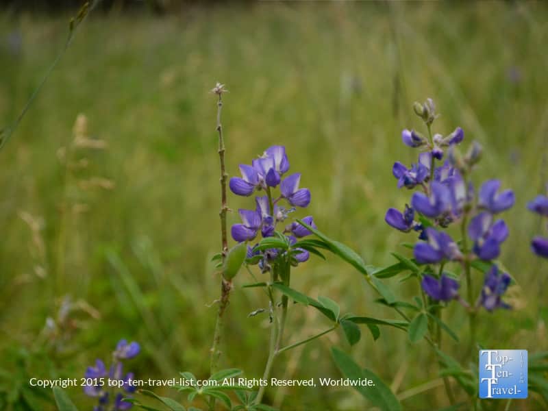 Purple wildflowers along the Lamar Haines trail in Flagstaff