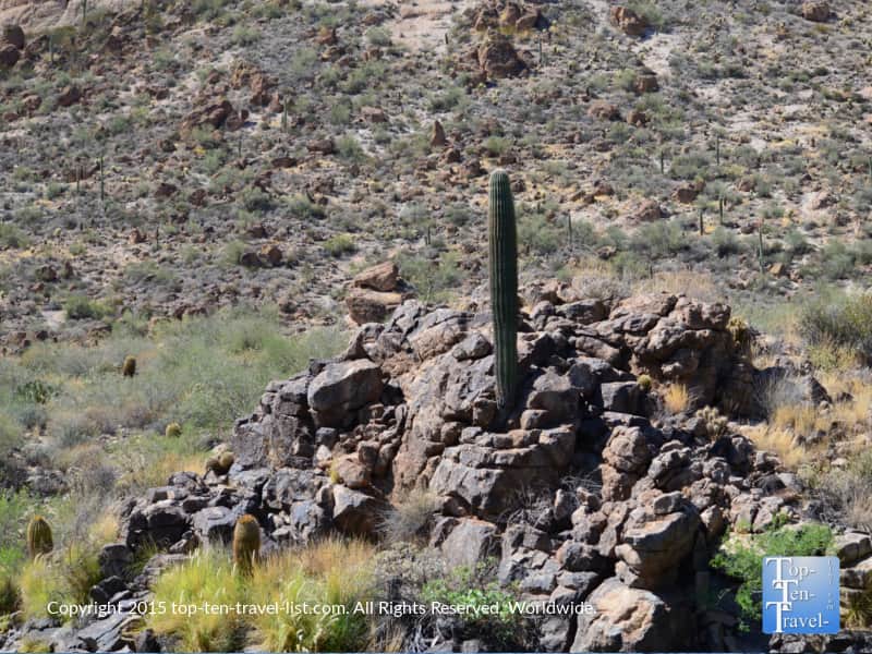 Cactus seen from the Dolly Steamboat in Arizona