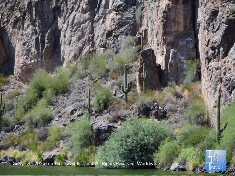 Saguaro cacti at Canyon Lake in Arizona