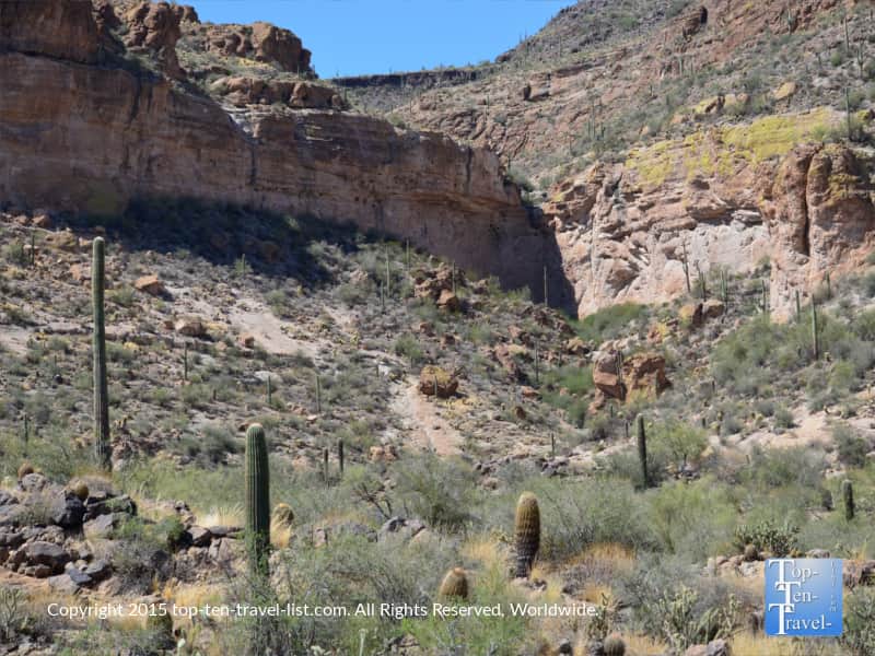 Lots of beautiful cacti on the mountain at Canyon lake in Arizona