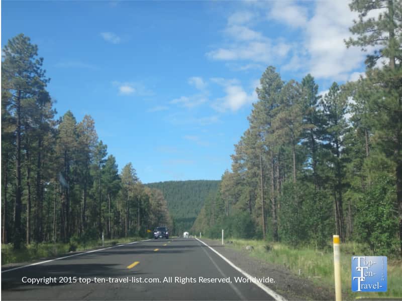 Beautiful ponderosa pines as you start the scenic Oak Creek Canyon drive
