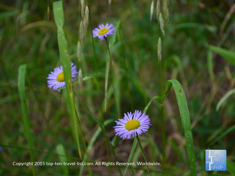 Wildflowers along the Lamar Haines trail in Flagstaff