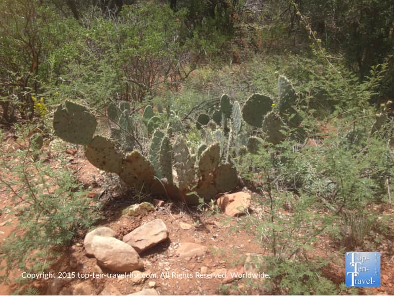 Prickly Pear cactus on Sedona's Fay Canyon hiking trail