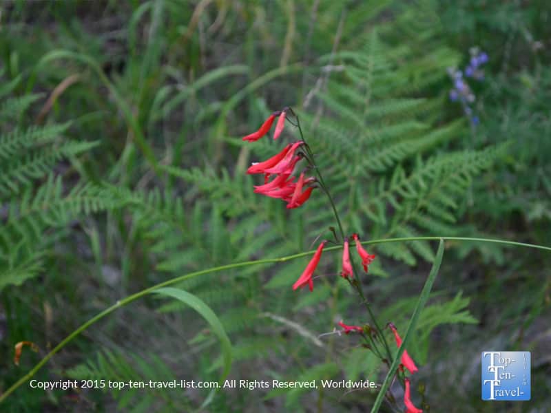 Red wildflowers along the Lamar Haines trail in Flagstaff