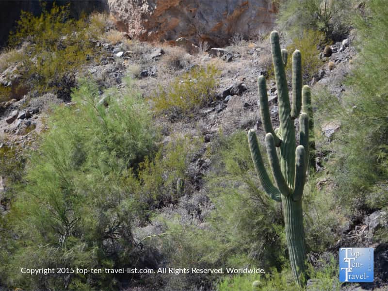 A beautiful Saguaro Cactus at Canyon lake in Arizona