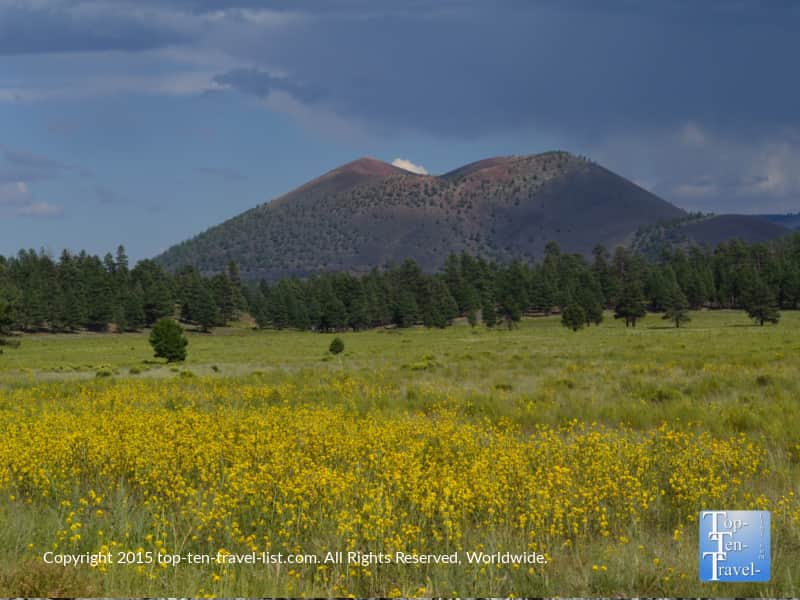 Wildflowers at Bonito Meadow