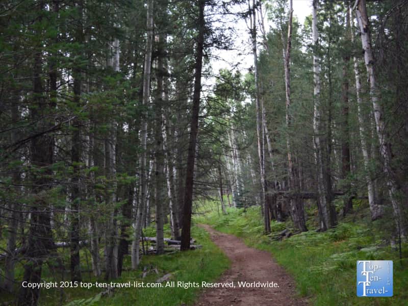 Pines lining the Veit Springs trail in Flagstaff
