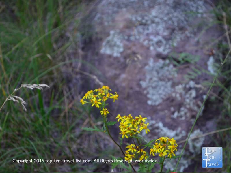 Yellow wildflowers along the Lamar Haines trail in Flagstaff