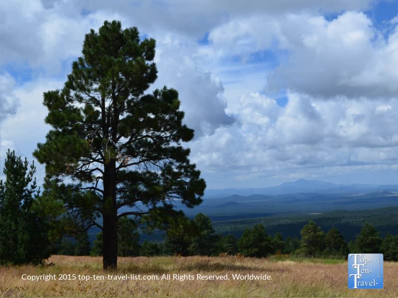 Pretty pine tree on the Aspen Nature Loop in Flagstaff