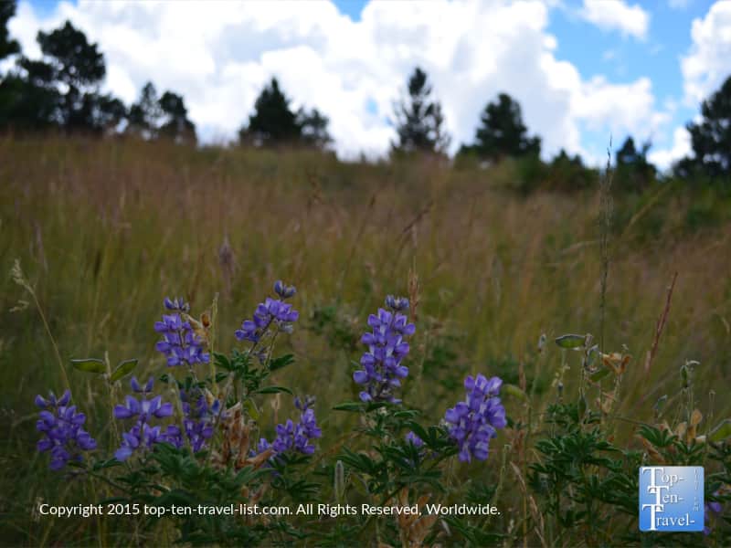Wildflowers on the Aspen Nature Loop in Flagstaff