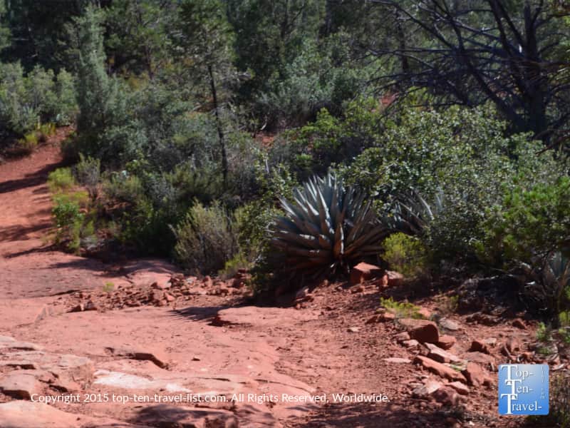 Cactus along the Soldier's Pass trail in Sedona