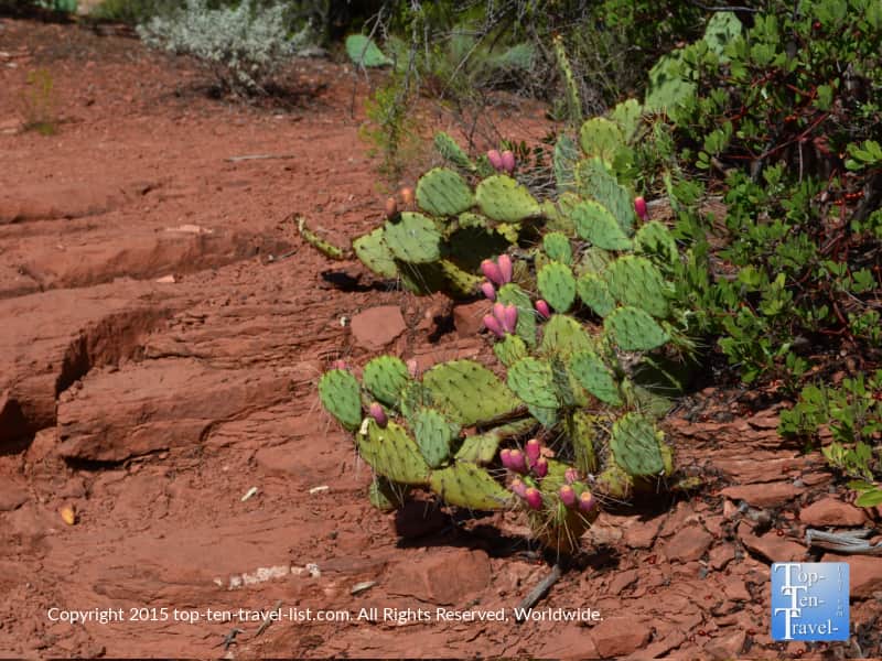 Prickly pear cactus along the Soldier's Pass trail in Sedona 