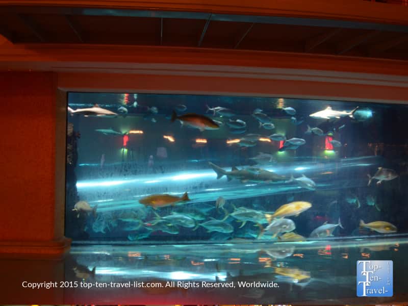 Shark tank. pool at the Vegas Golden Nugget