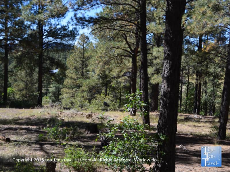 A deer sighting by horseback in Pagosa Springs, Colorado
