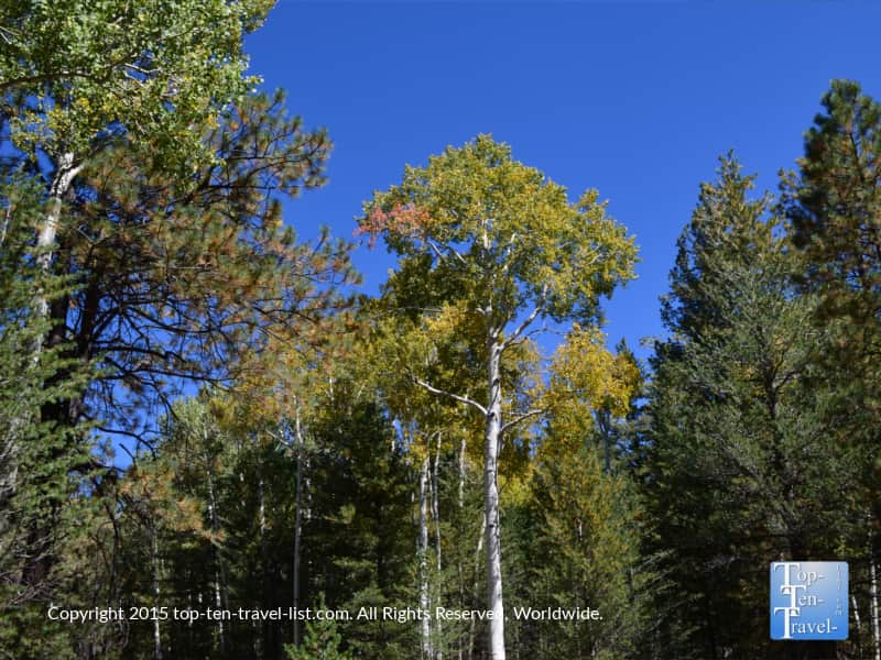 A hint of fall colors along the Bismark lake trail in Flagstaff