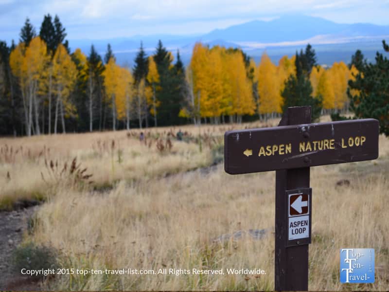 Yellow fall foliage along the Aspen Nature Loop trail in Flagstaff