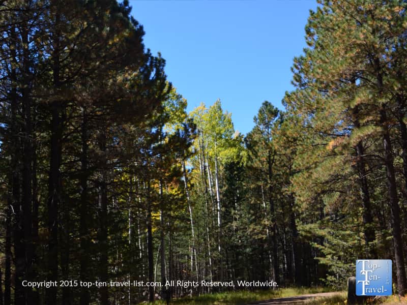 Aspen trees along the Bismark Lake trail in Flagstaff