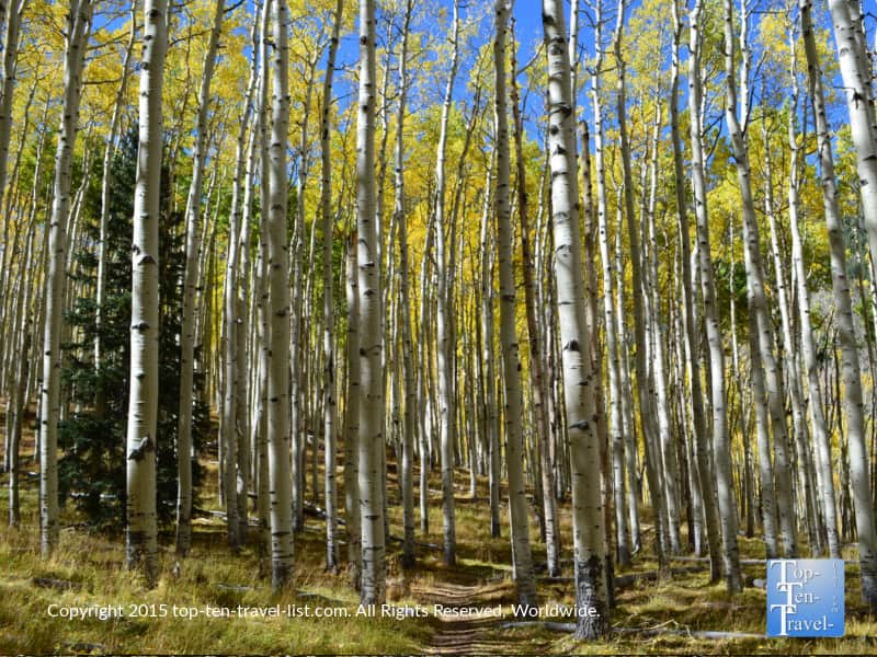 Beautiful yellow aspens lining the Flagstaff Inner Basin loop