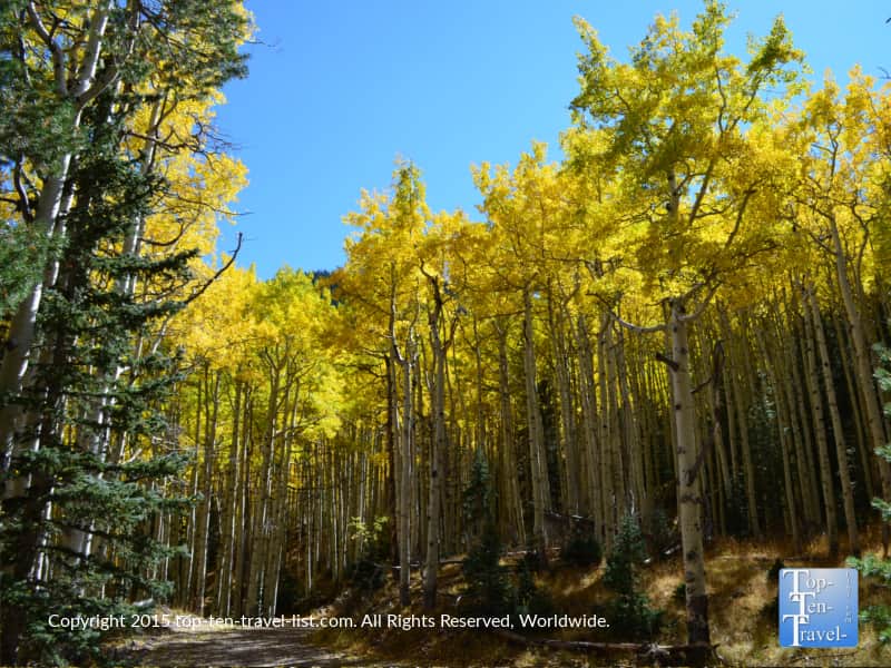 Inner Basin trail lined with fall color trees