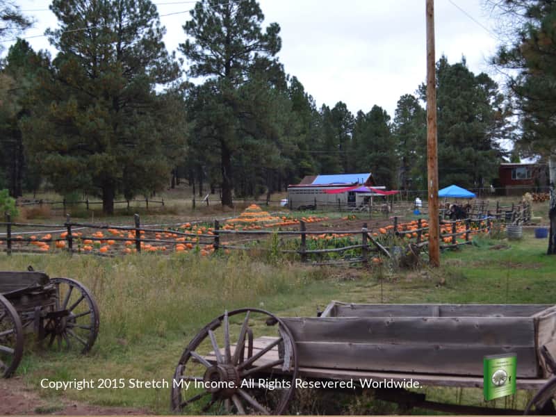 Flagstaff Pumpkin in the Pines pumpkin patch